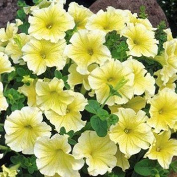 Dolce 10 шт семена петунии Farao Италия Limoncello 2007342600 фото