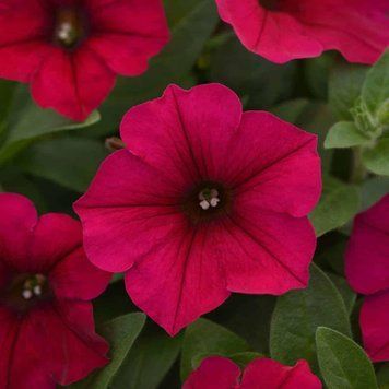 Петуния Вейв 5 шт семена PanAmerican Seed Carmine Velour 2467103695 фото