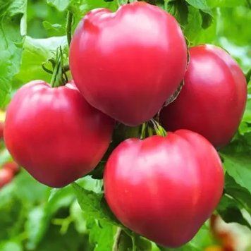 Венера F1 насіння томату Breeding Seeds, Італія 250 шт 99898333321555544 фото