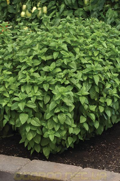 Everleaf Lemon 10 шт семена базилика PanAmerican Seed, США baz-ev-lem-10 фото
