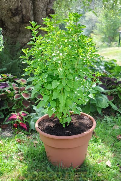 Everleaf Lemon 10 шт семена базилика PanAmerican Seed, США baz-ev-lem-10 фото