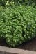 Everleaf Lemon 10 шт семена базилика PanAmerican Seed, США baz-ev-lem-10 фото 5