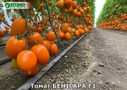 Купити Бенігара(KS 1430 F1) сливка жовта високоросла Kitano