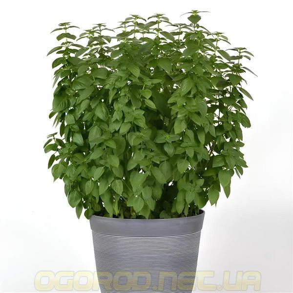 Everleaf Lemon 10 шт семена базилика PanAmerican Seed, США baz-ev-lem-10 фото