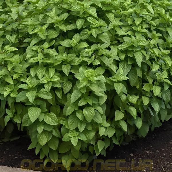 Everleaf Lemon 10 шт семена базилика PanAmerican Seed, США baz-ev-lem-10 фото