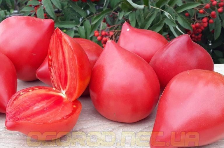 Венера F1 насіння томату Breeding Seeds, Італія 250 шт 99898333321555544 фото