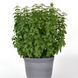 Everleaf Lemon 10 шт семена базилика PanAmerican Seed, США baz-ev-lem-10 фото 3