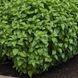 Everleaf Lemon 10 шт семена базилика PanAmerican Seed, США baz-ev-lem-10 фото 4