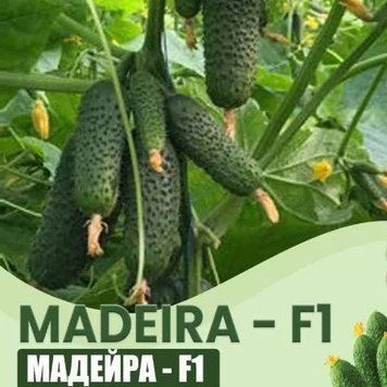 Мадейра F1 10 шт насіння огірка Seminis Голландія 1364645572 фото