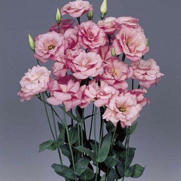 Эустома ABC F1 10 шт семена Pan American Deep Rose 1 1538924304 фото