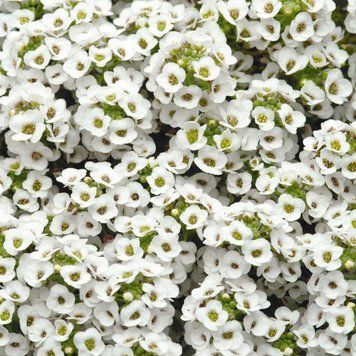 Насіння алісум (Lobularia) Snow Crystals 5000 шт Pan American 1055521461 фото