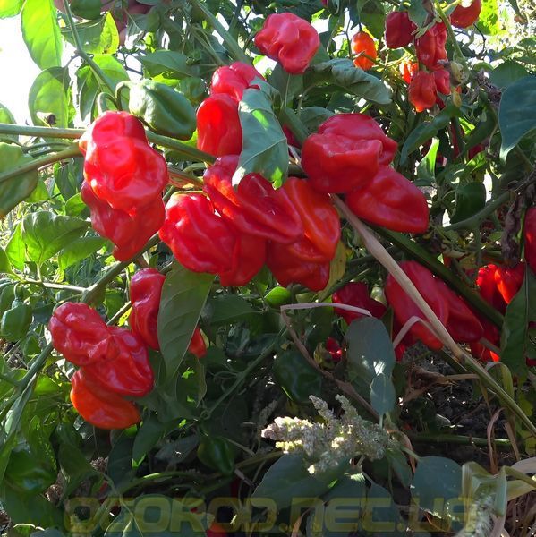 Хабахот F1 10 шт семена перца хабанеро, Unigen Seeds, Италия 4006218 фото