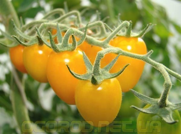 KS 3690 F1(КС 3690) семена низкорослого жёлтого черри Kitano Seeds 250 шт 1007265442 фото