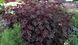 Гібіскус кислий Mahogany Splendor 5 насінин від PanAmerican Seed, США gib-ms-5 фото 7