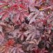 Гібіскус кислий Mahogany Splendor 5 насінин від PanAmerican Seed, США gib-ms-5 фото 4