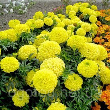 Насіння Чорнобривці Антигуа 1000 шт Syngenta Голландія Yellow 1055531502 фото