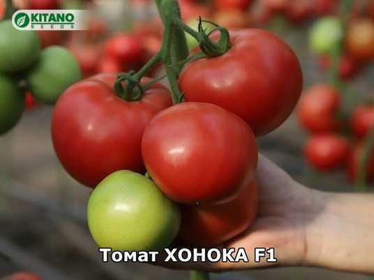 Купить Хонока F1(KS 1157 F1) семена томата розового Kitano