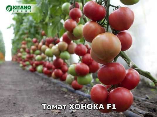 Купить Хонока F1(KS 1157 F1) семена томата розового Kitano