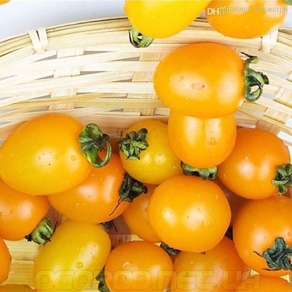 KS 3690 F1(КС 3690) семена низкорослого жёлтого черри Kitano Seeds 1000 шт 1007265900 фото