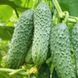 Мамлюк F1 насіння огірка Breeding Seeds, Голландія 500 шт maml-bs-500 фото 1