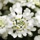 Іберіс Whiteout 10 насінин від PanAmerican Seed, США iberis-wh-10 фото 5