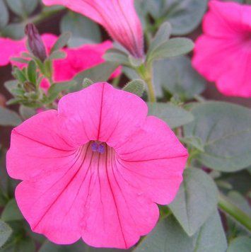 Tidal Wave 50 шт насіння петунії ампельної Pan American Hot Pink 1259121932 фото