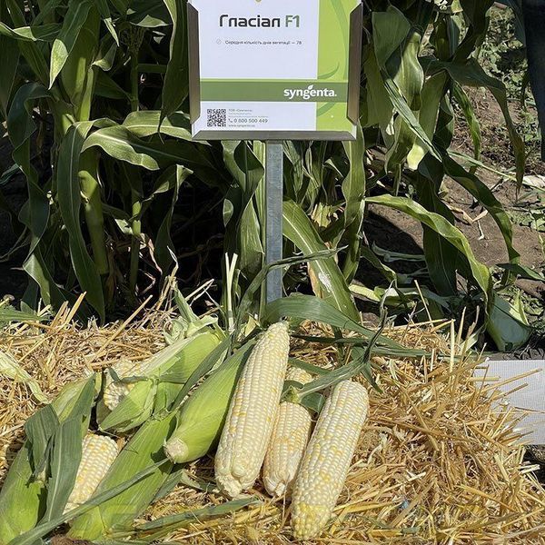 Гласіал F1 біла кукурудза суперсолодка Syngenta Голландія 20 шт 1882347759 фото