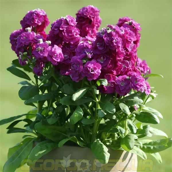 Левкой (Матіола) Hot Cakes 10 шт PanAmerican Seed, США Purple lev-hc-pu-10 фото