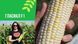 Гласіал F1 біла кукурудза суперсолодка Syngenta Голландія 20 шт 1882347759 фото 4