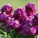 Левкой (Матіола) Hot Cakes 10 шт PanAmerican Seed, США Purple lev-hc-pu-10 фото 1