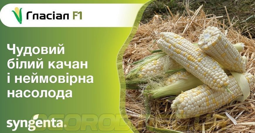 Гласіал F1 біла кукурудза суперсолодка Syngenta Голландія 20 шт 1882347759 фото