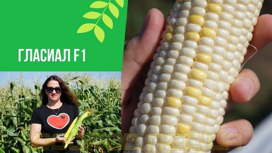 Гласіал F1 біла кукурудза суперсолодка Syngenta Голландія 20 шт 1882347759 фото