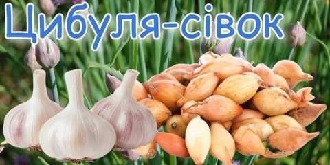 Цибуля-сівок
