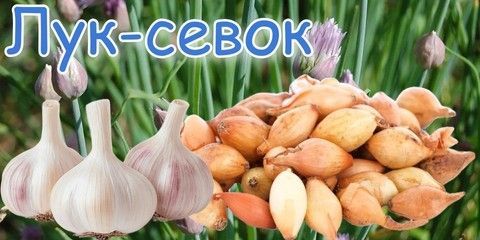 Лук-севок