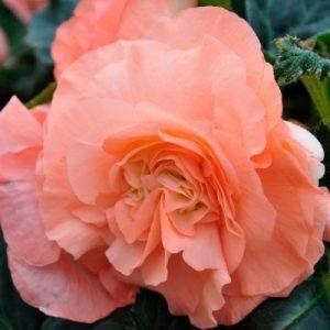 Бегония клубневая 10 шт Голландия Fortune Salmon Rose 1262676554 фото