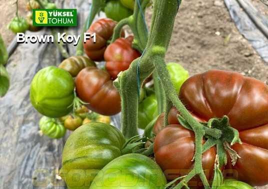 Браун Кой F1 семена томата Yuksel Турция 500 шт 2472791622 фото