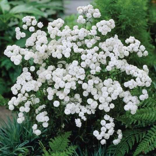 Купить Тысячелистник Marshmallow 10 шт Benary Германия 1968786143
