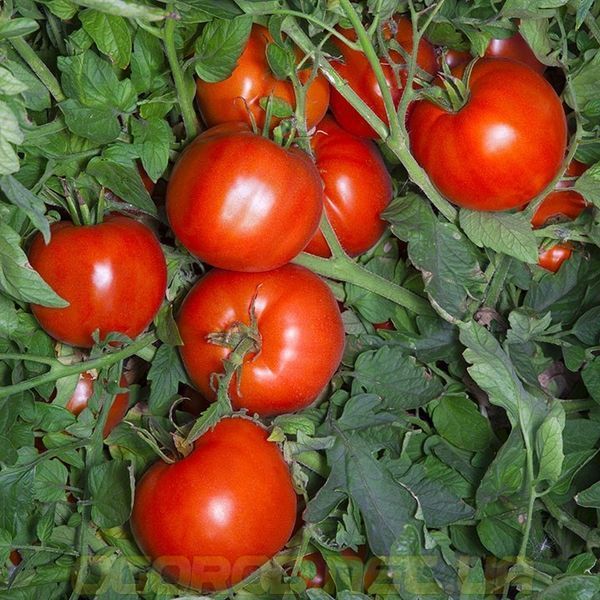 Анита F1 семена томата низкорослого Kitano Seeds 1000 шт 1007279944 фото