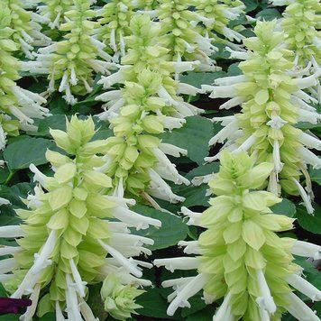 Сальвия Hem Genetics Голландия 1000 шт Редди White 1502653823 фото