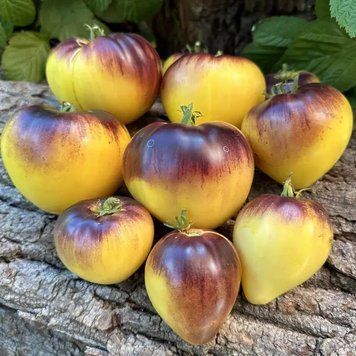 Сержант Пепперс  семена томата Breeding Seeds, США 250 шт Желтый 663301 фото
