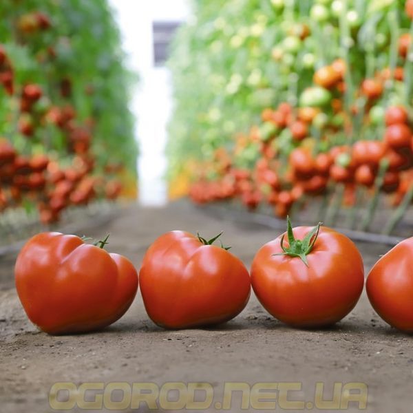 КС 204(KS 204 F1) семена томата Kitano Голландия 500 шт 1126959337 фото