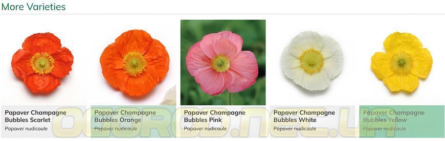 Мак Champagne Bubbles 10 шт семена от PanAmerican Seed, США pap-chb-10 фото