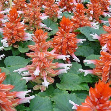 Сальвия Hem Genetics Голландия 1000 шт Редди Scarlet Bicolor 1502653827 фото