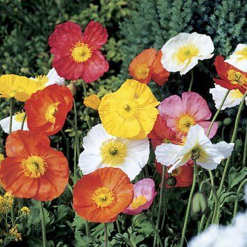Мак альпийский Spring Fever 10 шт Syngenta Голландия Mix 1670222412 фото