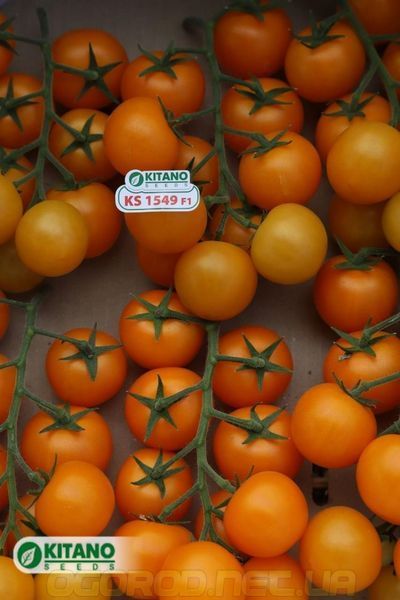 Несси(KS 1549 F1) томат коктейльный жёлтый Kitano Seeds 100 шт 1007515669 фото