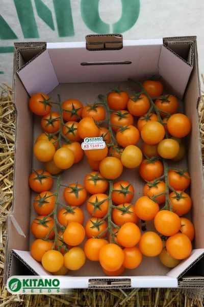 Несси(KS 1549 F1) томат коктейльный жёлтый Kitano Seeds 100 шт 1007515669 фото