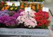 Флокс Ethnie Mix Spring 10 шт насіння PanAmerican Seed, США 5061802505 фото 2