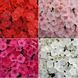 Флокс Ethnie Mix Spring 10 шт насіння PanAmerican Seed, США 5061802505 фото 1