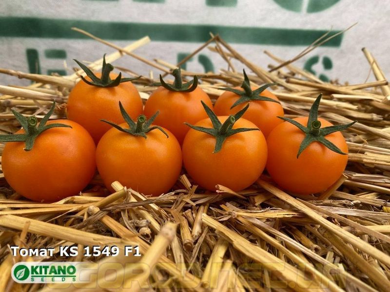 Несси(KS 1549 F1) томат коктейльный жёлтый Kitano Seeds 100 шт 1007515669 фото
