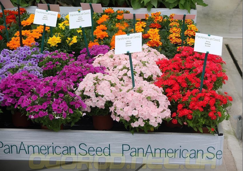 Флокс Ethnie Mix Spring 10 шт насіння PanAmerican Seed, США 5061802505 фото